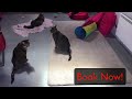 Neko Ngeru Cat Adoption Cafe School Holidays 2020