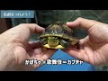 【お迎え】マレーハコガメを激安でお迎えしました！子亀の飼育環境を用意して、命名をしていくぅ！【疑念も？】