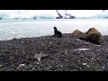 PINGUINS E FOCA VIVEM NA ANTÁRTICA