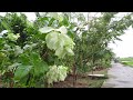 WALKING IN HEAVY RAIN IN RURAL INDONESIA🇮🇩 | RAINY ATMOSPHERE IN A BEAUTIFUL INDONESIAN VILLAGE