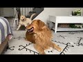 My Dog Has a Puppy Sleepover | Part 1