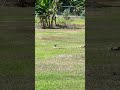 Yellow iguana 🦎 walking into my property