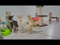 Laugh Uncontrollably! Best Funny Cat Videos 2024 🐱😸 Best Funny Catss 2024 🤣