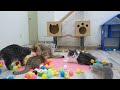 Funniest Animals 2024 😅 Best Funny Cats and Dogs Videos 😹🐶 Part 25