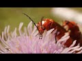 Common Red Soldier Beetle macro