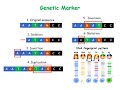 Markers (Molecular/Genetic/DNA, Biochemical and Phenotypic)