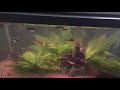 Father’s Guppy Tank 2018