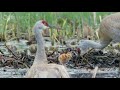 Tiny Crane Chick's First Moments