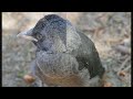 Kawka zwyczajna (Coloeus / Corvus monedula) - podlot w ogrodzie (jackdaw's fledge) (4K)