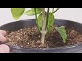 Lemon Tree Update 1.5 YEARS Later ( Most Asked For Video )