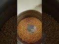 Popcorn Mais ein super Korn für die Pilzzucht