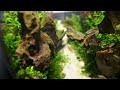 Aquascape Bowl Contest