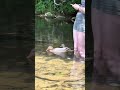 This video shows the bond between our ducks and us, they know to come to us when they feel scared