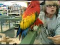 Sami vs the Macaw