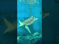 Turtle in Aquarium #aquarium #relaxingmusic