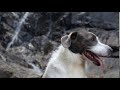 happy dog outdoors at waterfall