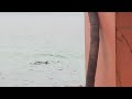 dolphins play with excavator close to shore