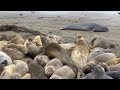 Elephants of the Sea: A Visit to Seal Beach Pacific Ocean