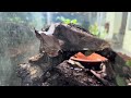 Interesting Creepy Crawlies at KL Butterfly Park, Malaysia