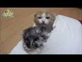 【スコティッシュフォールド】いたずら　猫パンチ　ウトウト対決【かわいい猫まとめ動画】