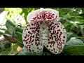 【4K Orchid 】Early Winter Flowers around TOKYO. 東京近郊で初冬の花が見頃 #orchid #chrysanthemum   #ヒマラヤ桜 #ざる菊