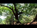 The Sun Shines Down On A 125 Year Old Post Oak Tree: Crawfordville, Georgia