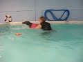 Doberman Pinscher's 2nd Swimming Lesson - Healing Waters CE in Ohio