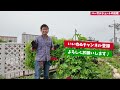 株元からベーサルシュート】ほうき状どうするの？ここで切る!!