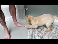 Watch This Puppy Bath!