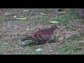 金背鳩(Oriental turtle dove, Streptopelia orientalis orii Yamashina)