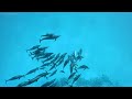 The Colors Of the Ocean 4K (ULTRA HD) - Immerse Yourself In The Mesmerizing Underwater Realm #3