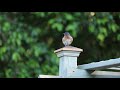 Eastern Bluebird 2