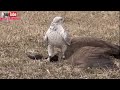 The Best Of Eagle Attacks 2018 - Most Amazing Moments Of Wild Animal Fights! Wild Discovery Animals