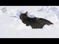 Cats in snow compilation