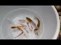 AmPearlscale Goldfish, Striped Horse Fish,azing Catch Baby Diamond Turtle,Amazing Catch Baby Diamond