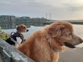 Maggie: The Nova Scotia Duck Toller