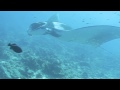 Manta Ray at Koh Bon - Dive Travel Asia