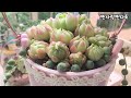 2024.07.11 공간활용에 좋은 플라스틱 행잉화분 만들기, 분갈이해요🌸💕Make plastic pots and plant succulents