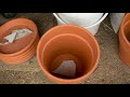 Square Foot Gardening TOMATOES | BEST WAY To Plant Tomatoes In Raised Beds