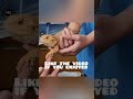 A compilation of my bearded dragon being cute (first video)