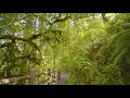 3,5 HRS Summer Forest Walk in Oregon's Park - 4K Nature Sounds of South Falls & Maple Ridge Loop