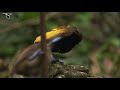 Birds-of-Paradise Project