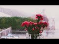HEAVY RAIN OUTSIDE THE WINDOW WITH FLOWER DISPLAY SIT AND RELAX ENJOY THE COOL SOUND OF THE RAIN