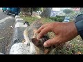 feeding stray cats