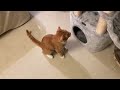 Cat playing and playing