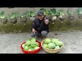 Housewives' dream Cabbage Garden, growing cabbage in plastic bottles