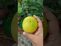 organic custard apple and cucumber