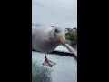 Catching a Fish By Hand... For My Pet Seagull