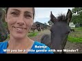 Love at second sight?🥰Or not!😠 Rising Star⭐ and Queen👑Uniek meet again... | Friesian Horses