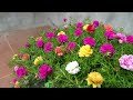 Beautiful Flower Rainbow For The Garden, Creative Small Garden Ideas